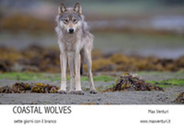 Coastal wolves. Sette giorni con il branco - Librerie.coop Coastal wolves. Sette giorni con il branco - Librerie.coop