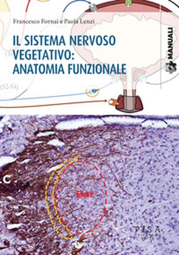 Il sistema nervoso vegetativo: anatomia funzionale - Librerie.coop Il sistema nervoso vegetativo: anatomia funzionale - Librerie.coop