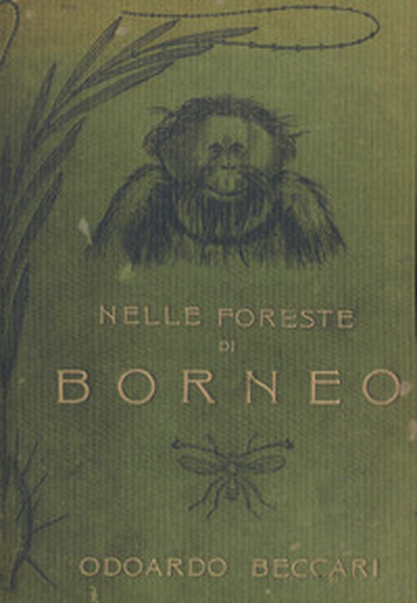 Nelle foreste di Borneo - Librerie.coop Nelle foreste di Borneo - Librerie.coop