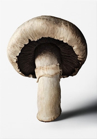 The Gourmand's mushroom. A collection of stories & recipes. Ediz. inglese - Librerie.coop