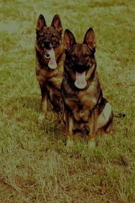 Due grigi da sogno - Librerie.coop