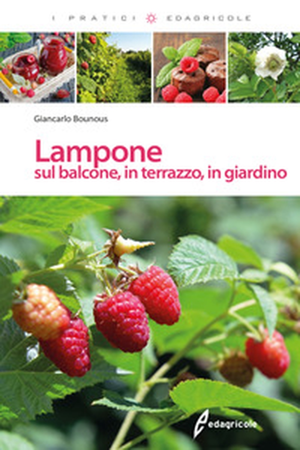 Lampone sul balcone, in terrazzo, in giardino - Librerie.coop Lampone sul balcone, in terrazzo, in giardino - Librerie.coop