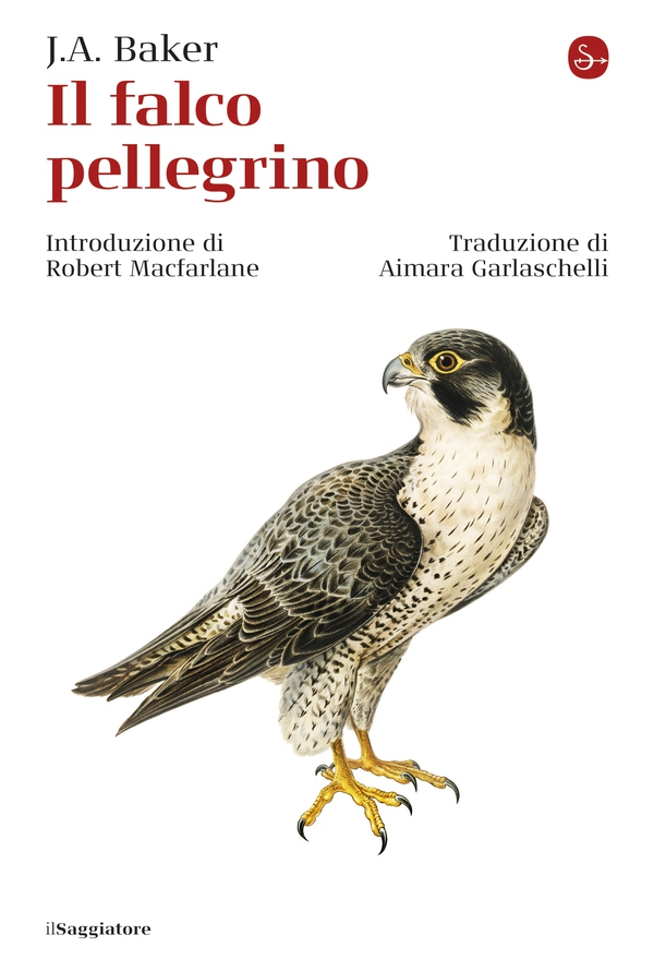 Il falco pellegrino - Librerie.coop Il falco pellegrino - Librerie.coop