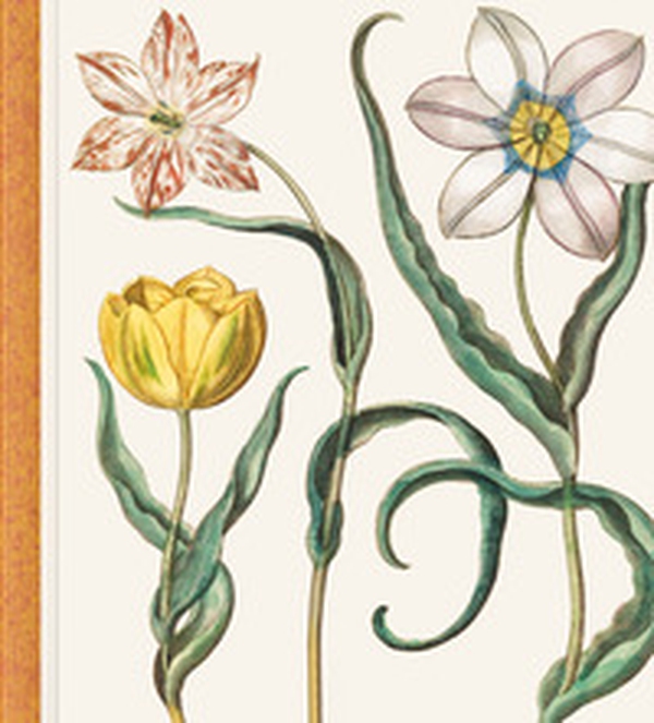 Basilius Besler. The Garden at Eichstätt. Ediz. inglese, francese e tedesca - Librerie.coop Basilius Besler. The Garden at Eichstätt. Ediz. inglese, francese e tedesca - Librerie.coop