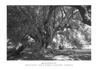 Millenial wild olive, Tanca Manna, Cuglieri, Sardinia - Librerie.coop
