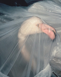 Displacement. Ediz. italiana e inglese - Librerie.coop