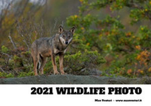 2021 wildlife photo - Librerie.coop 2021 wildlife photo - Librerie.coop