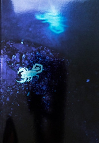 Susanne M. Winterling - Librerie.coop