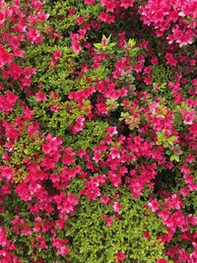 Becoming Borders - Librerie.coop