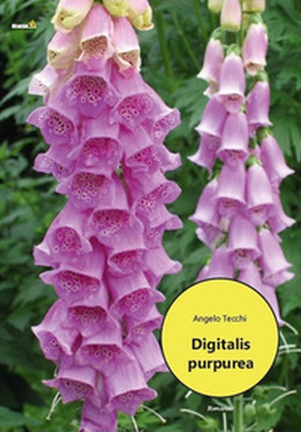 Digitalis purpurea - Librerie.coop Digitalis purpurea - Librerie.coop