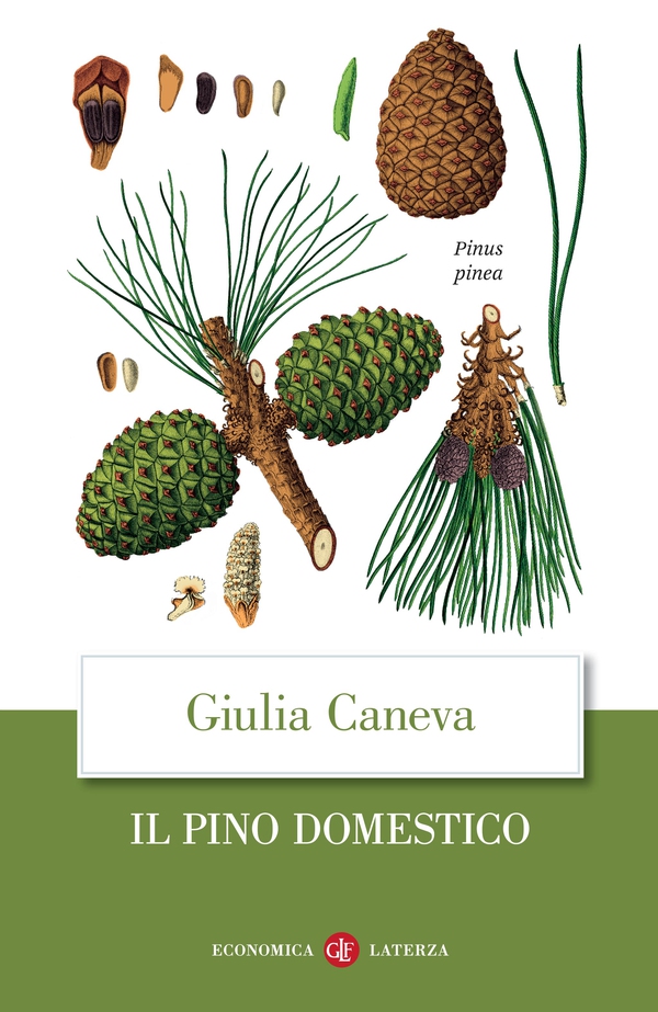 Il pino domestico - Librerie.coop Il pino domestico - Librerie.coop