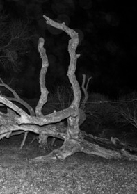 Pietraia. Ediz. inglese - Librerie.coop Pietraia. Ediz. inglese - Librerie.coop