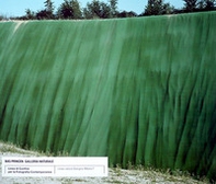 Galleria naturale. Ediz. italiana e inglese - Librerie.coop