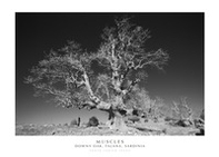 Muscles. Downy Oak, Talana, Sardinia - Librerie.coop