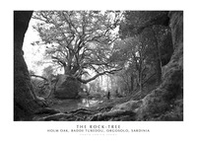 The rock. Tree holm oak, Badde Tureddu, Orgosolo, Sardinia - Librerie.coop