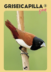 Griseicapilla Group - Vol. 5 - Librerie.coop