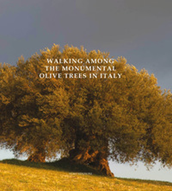 Walking among the monumental olive trees in Italy - Librerie.coop