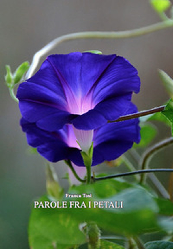 Parole fra i petali - Librerie.coop Parole fra i petali - Librerie.coop