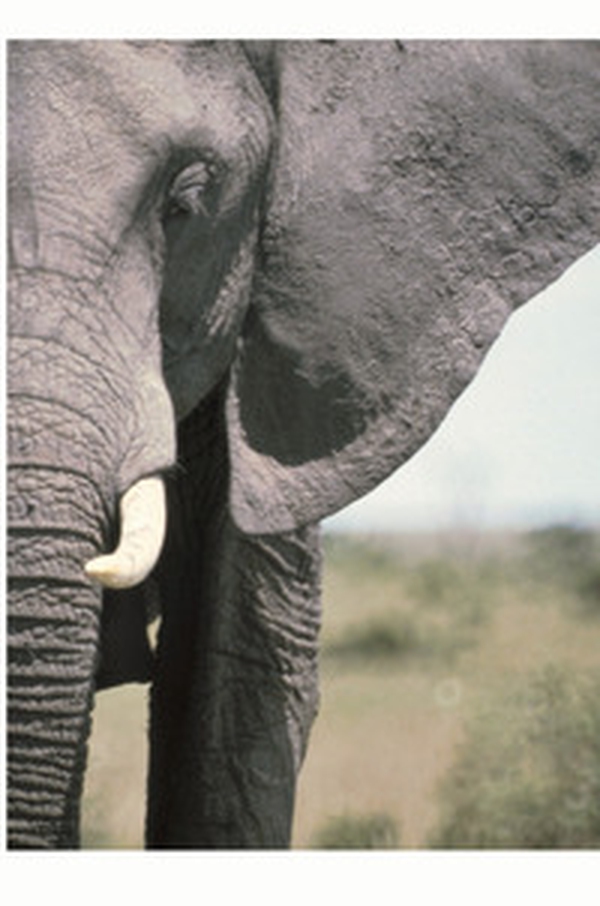 Riflessi d'Africa. Una storia di uomini, sogni, animali, montagne - Librerie.coop Riflessi d'Africa. Una storia di uomini, sogni, animali, montagne - Librerie.coop