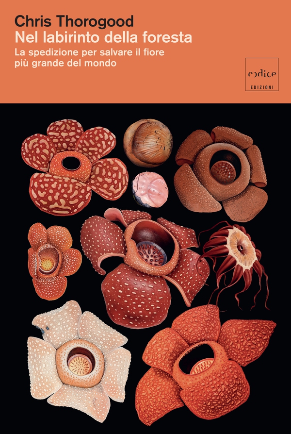 Nel labirinto della foresta - Librerie.coop