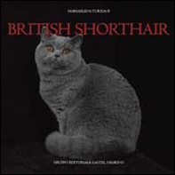 British shorthair - Librerie.coop British shorthair - Librerie.coop