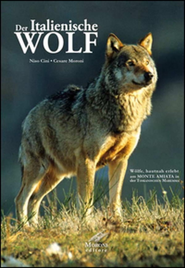 Der Italianische Wolf. Gelebte alltagsleben der apenninischen Wölfe am Monte Amiata in der Toskanischen Maremma - Librerie.coop Der Italianische Wolf. Gelebte alltagsleben der apenninischen Wölfe am Monte Amiata in der Toskanischen Maremma - Librerie.coop