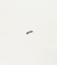 Maria Morganti. Catalogo della mostra (Torino, 30 ottobre 2024-16 marzo 2025) - Librerie.coop