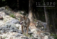 Il lupo del Centro Faunistico Uomini e Lupi - Librerie.coop