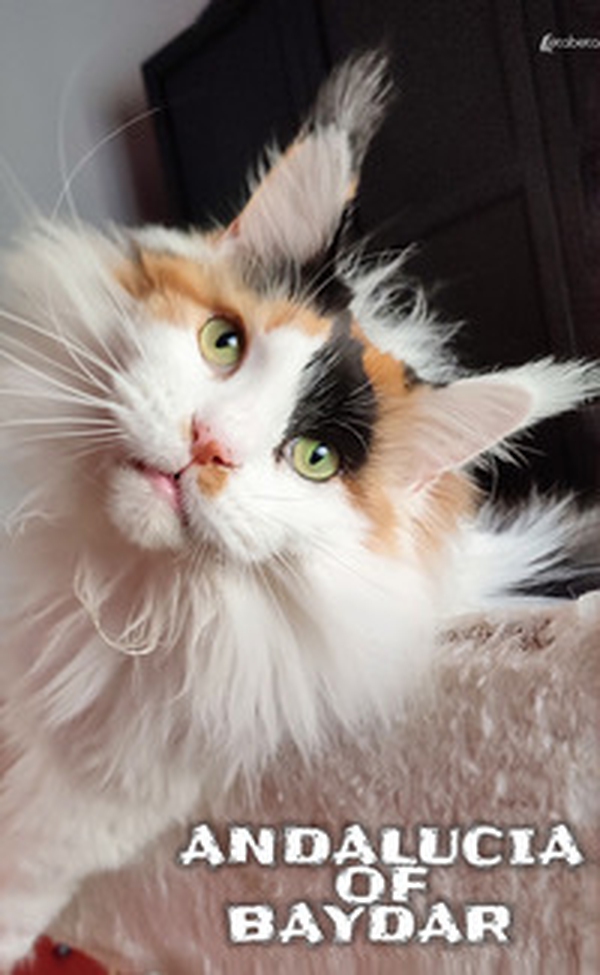 Andalucia of Baydar - Librerie.coop