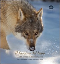 Il fascino del lupo. Cane lupo cecoslovacco-The charm oh a wolf. Czechoslovakian wolfdog - Librerie.coop