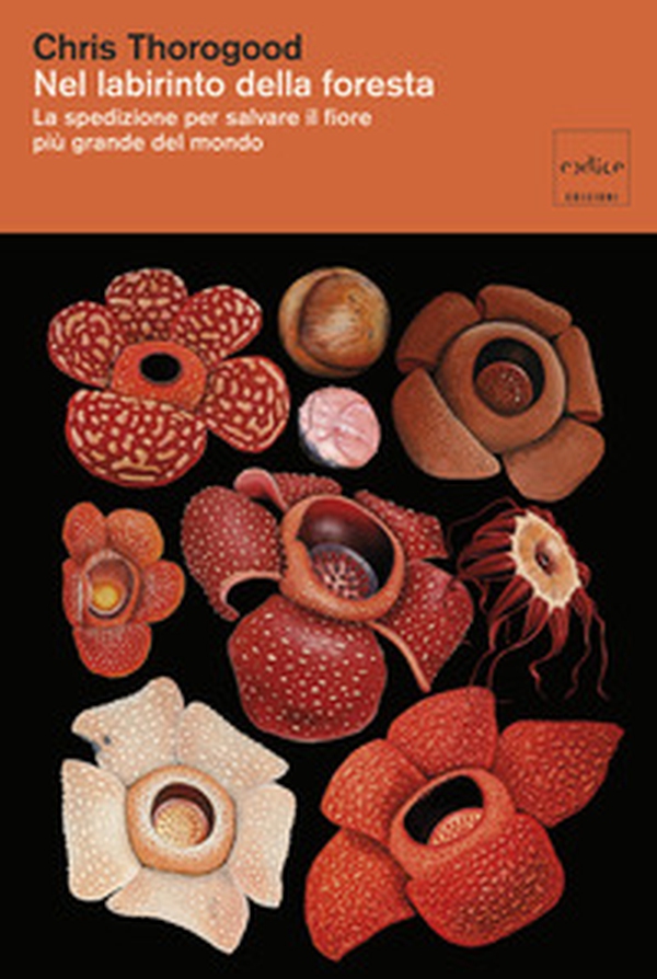 Nel labirinto della foresta. La spedizione per salvare il fiore più gande del mondo - Librerie.coop