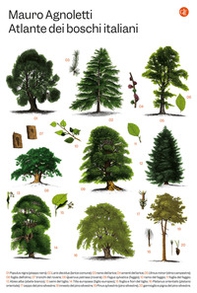 Atlante dei boschi italiani - Librerie.coop