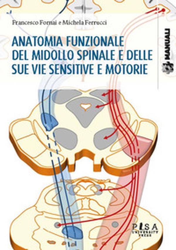 Anatomia funzionale del midollo spinale e delle sue vie sensitive e motorie - Librerie.coop Anatomia funzionale del midollo spinale e delle sue vie sensitive e motorie - Librerie.coop