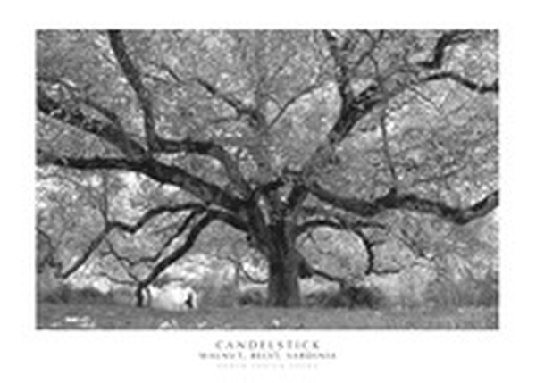 Candelstick walnut, Belvì, Sardinia - Librerie.coop Candelstick walnut, Belvì, Sardinia - Librerie.coop