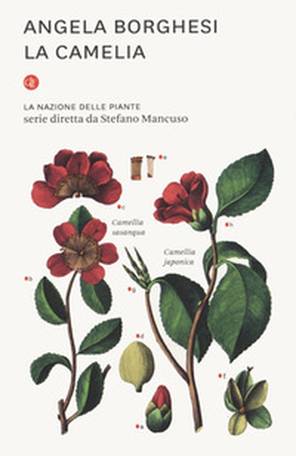 La camelia. La nazione delle piante - Librerie.coop La camelia. La nazione delle piante - Librerie.coop