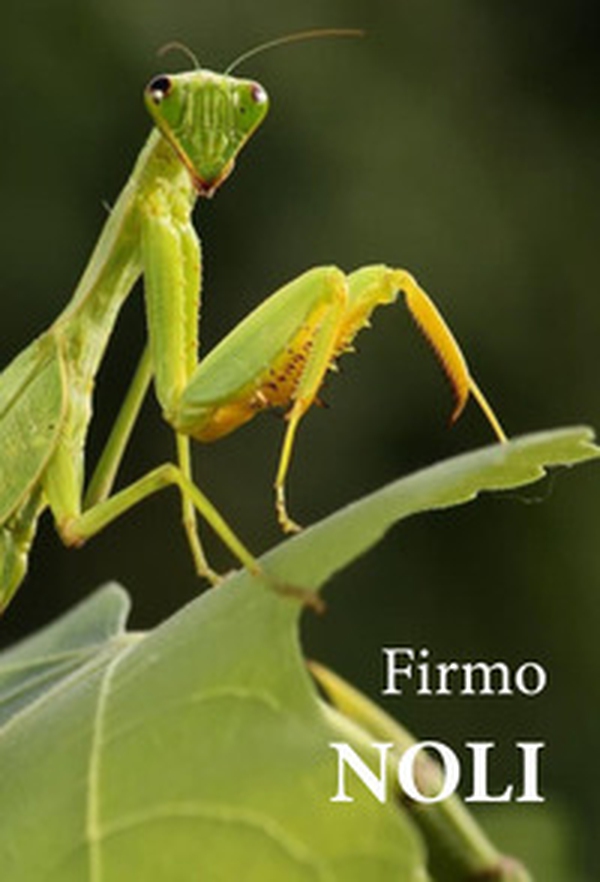 Noli - Librerie.coop