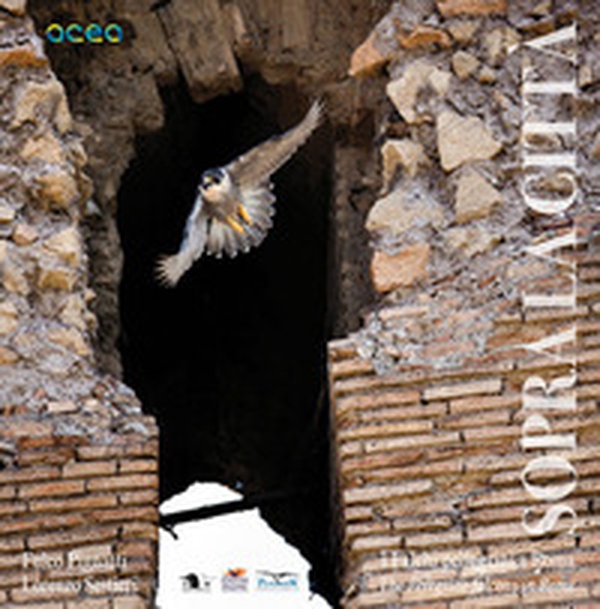 Sopra la città. I falchi pellegrini a Roma-The peregrine falcons in Rome - Librerie.coop Sopra la città. I falchi pellegrini a Roma-The peregrine falcons in Rome - Librerie.coop