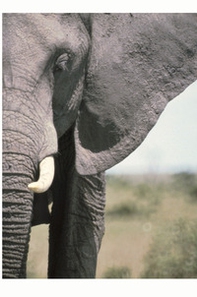 Riflessi d'Africa. Una storia di uomini, sogni, animali, montagne - Librerie.coop