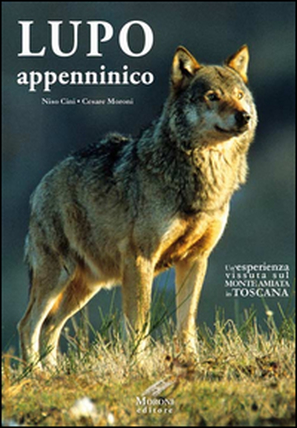 Lupo appenninico. Un'esperienza vissuta sul Monte Amiata in Toscana - Librerie.coop Lupo appenninico. Un'esperienza vissuta sul Monte Amiata in Toscana - Librerie.coop