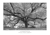 Candelstick walnut, Belvì, Sardinia - Librerie.coop