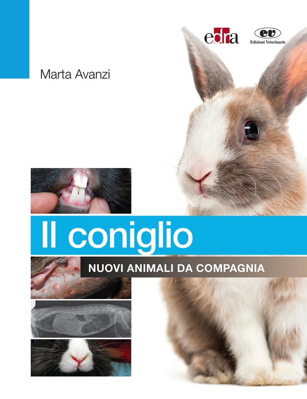 Il coniglio - Librerie.coop Il coniglio - Librerie.coop