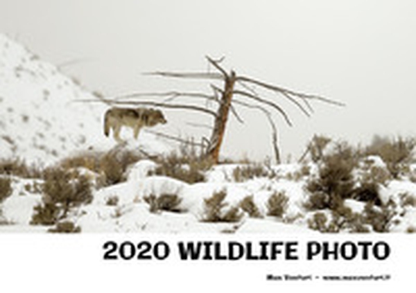 2020 wildlife photo - Librerie.coop 2020 wildlife photo - Librerie.coop