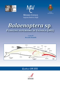Balaenoptera sp. Pliocene superiore di Vignola (MO) - Librerie.coop
