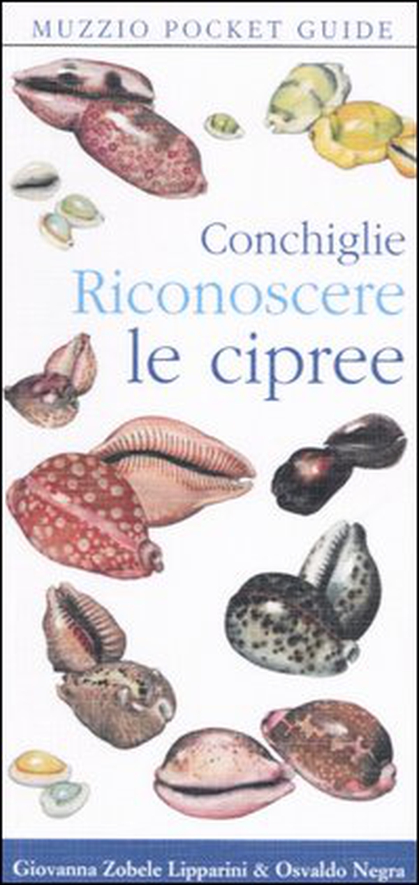 Conchiglie. Riconoscere le cipree - Librerie.coop Conchiglie. Riconoscere le cipree - Librerie.coop