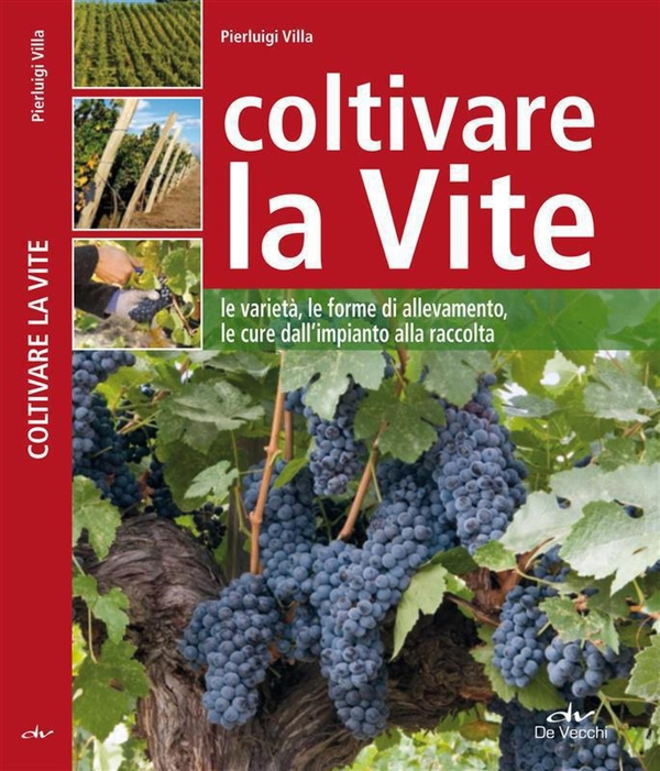 Coltivare la vite - Librerie.coop Coltivare la vite - Librerie.coop