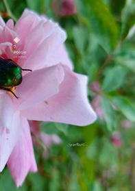Sette poesie per un momento - Librerie.coop